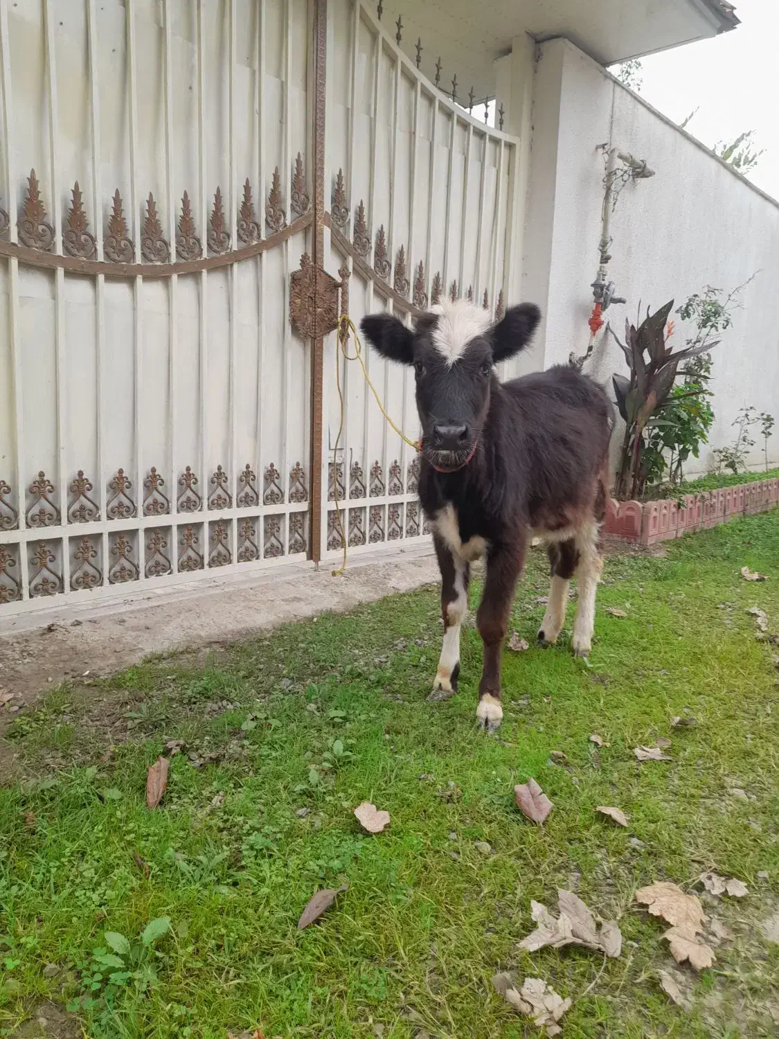 لیشه گاودورگ ۵ماهه خوش خوراک وسلامت|حیوانات مزرعه|صومعه‌سرا, |دیوار