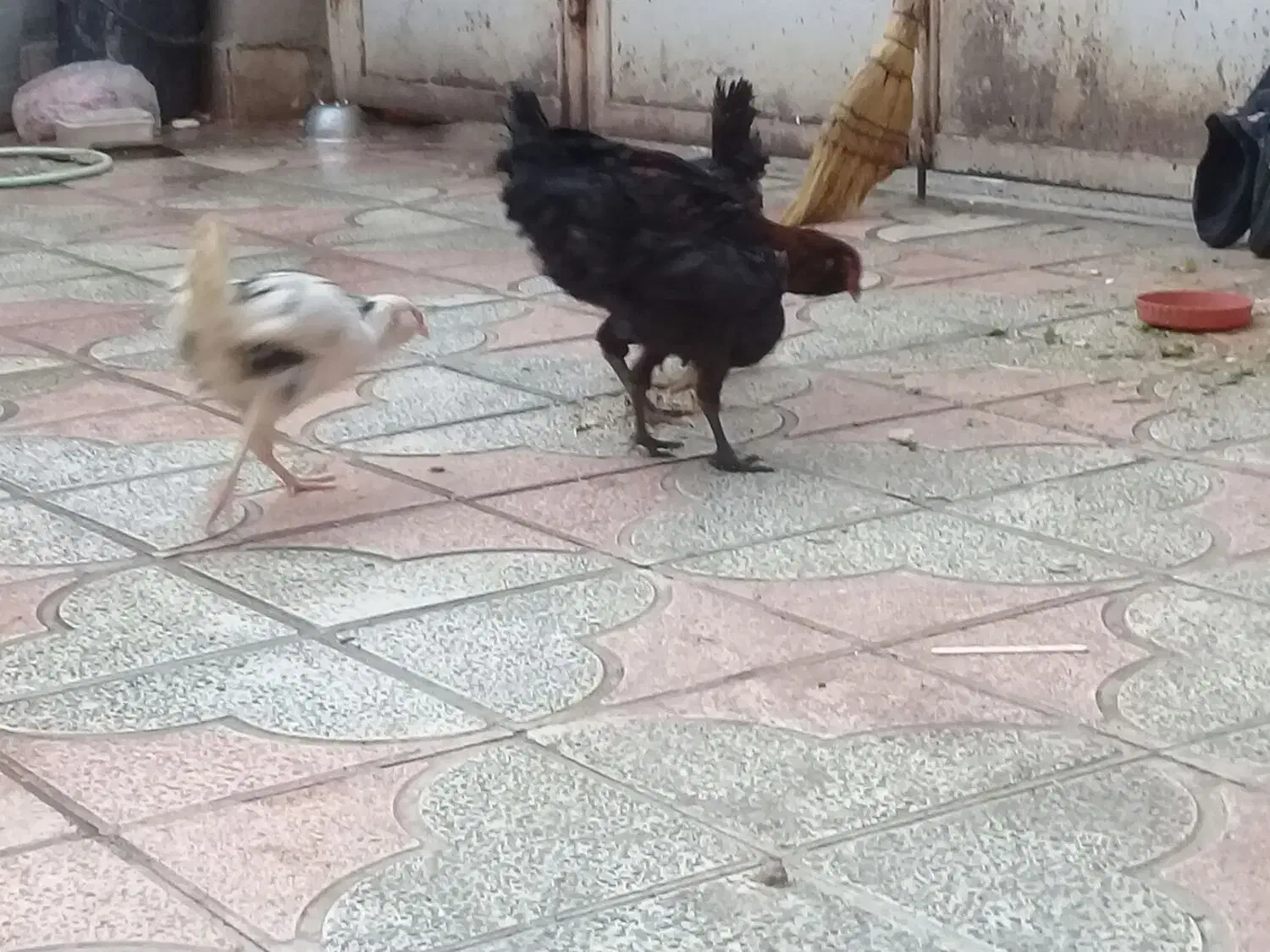 جوجه گلین|حیوانات مزرعه|شیراز, کوشک میدان|دیوار