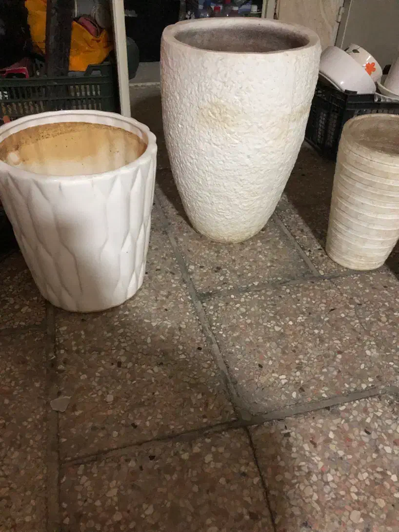 گلدان|گل و گیاه طبیعی|مشهد, کوثر|دیوار