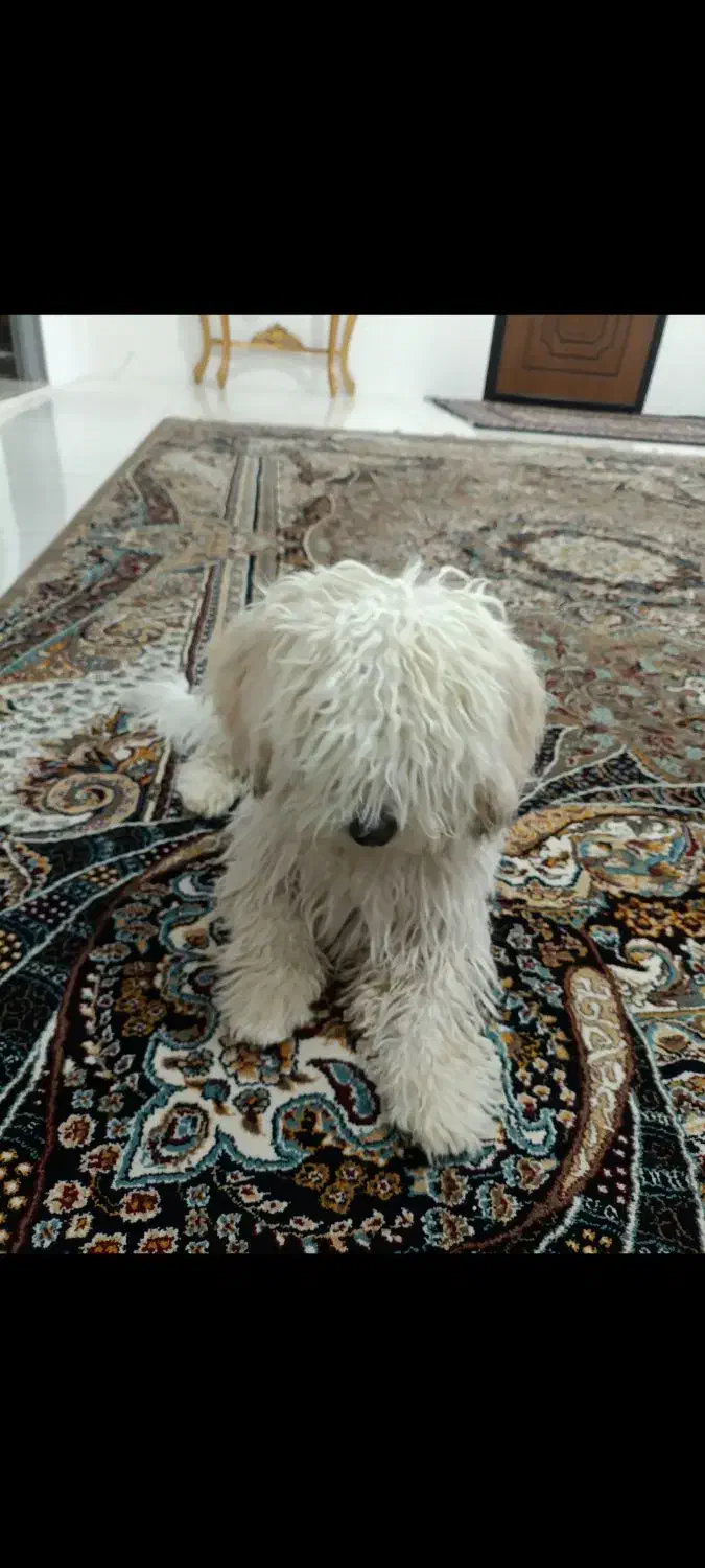 سگ مالتیز|سگ|رباط‌کریم, نصیرشهر|دیوار