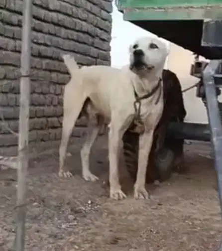 سگ آلابای سفید نر سه سالع 10 نومن|سگ|مشهد, محمدآباد|دیوار