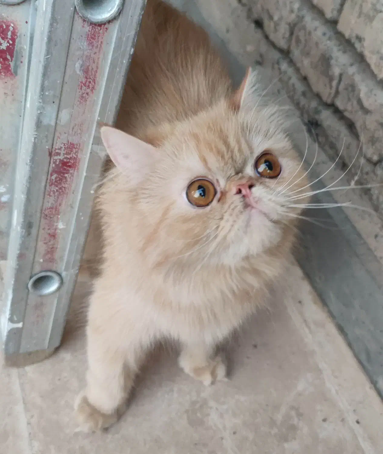 جفت گربه مولد|گربه|کرمانشاه, |دیوار