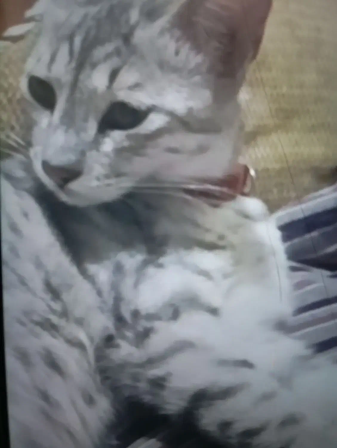 گربه گمشده با حلقه کنفی دور گردن|گربه|گالیکش, |دیوار