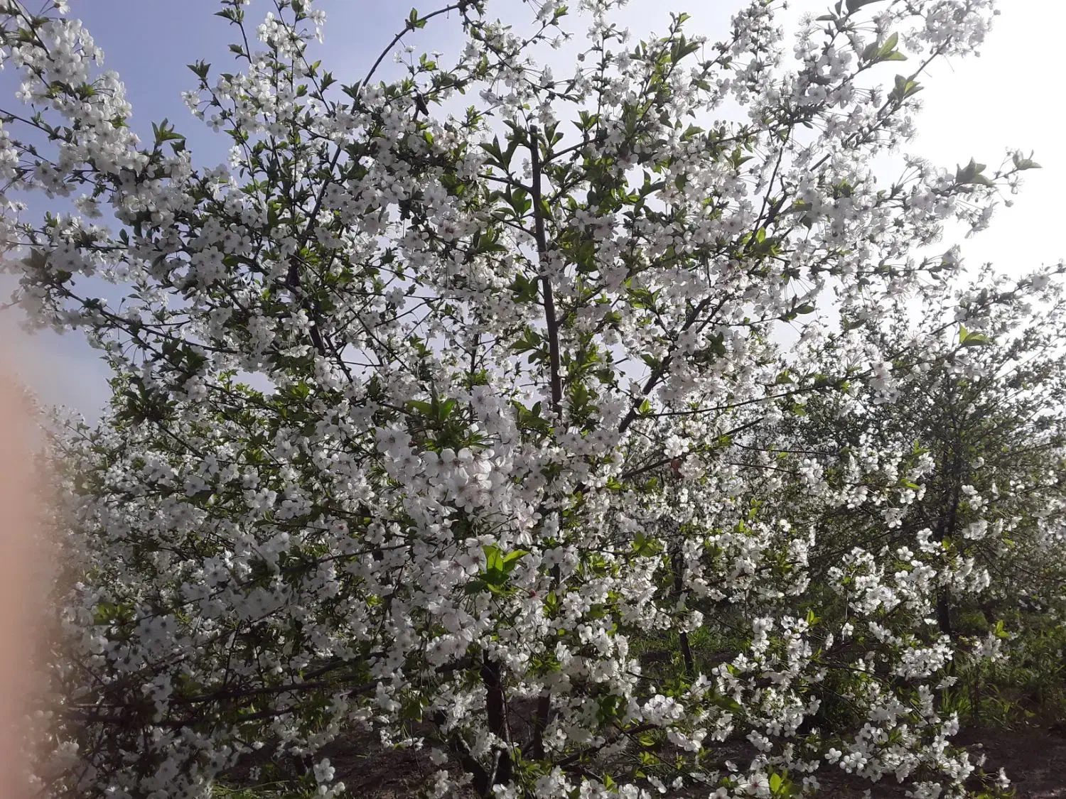 علف زنی تیلر زنی اره برقی سم پاشی هرس  شخم تراکتور|خدمات باغبانی و درختکاری|بروجرد, |دیوار