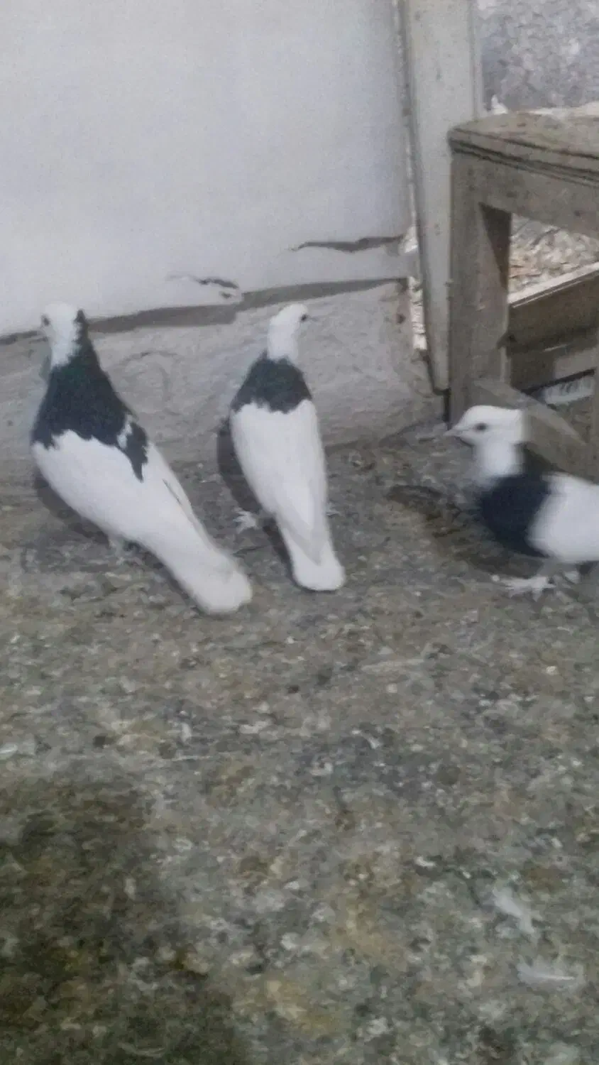 زیبا|پرنده|قم, چهار مردان|دیوار