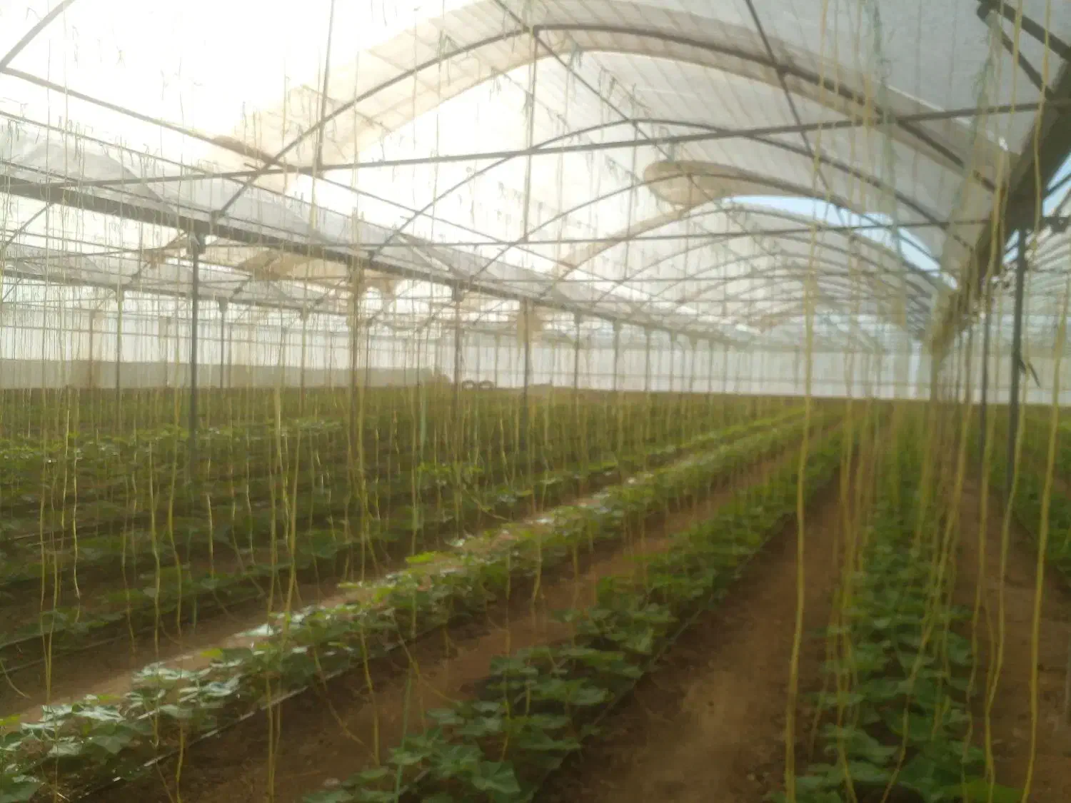 نصب وتعمیرات انواع گلخانه های جوشی وپیچ مهره ی|خدمات پیشه و مهارت|کاشان, شهرک صنعتی راوند|دیوار