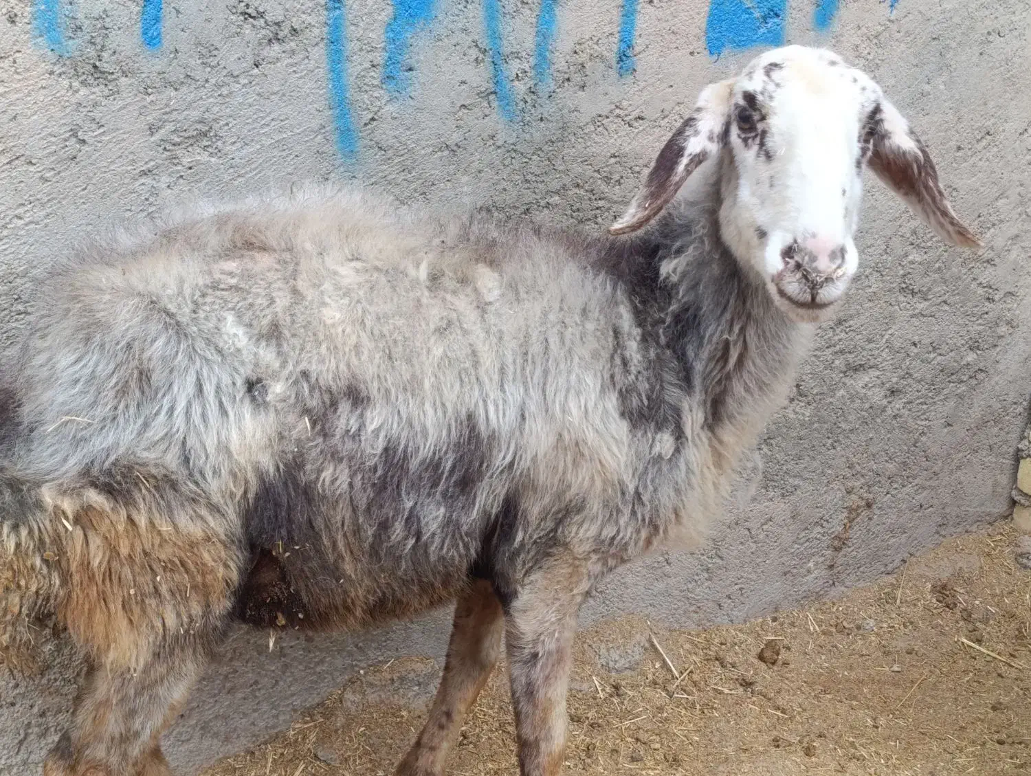 2راس گوسفند جوان گوشتی|حیوانات مزرعه|فردیس, سرحد آباد|دیوار