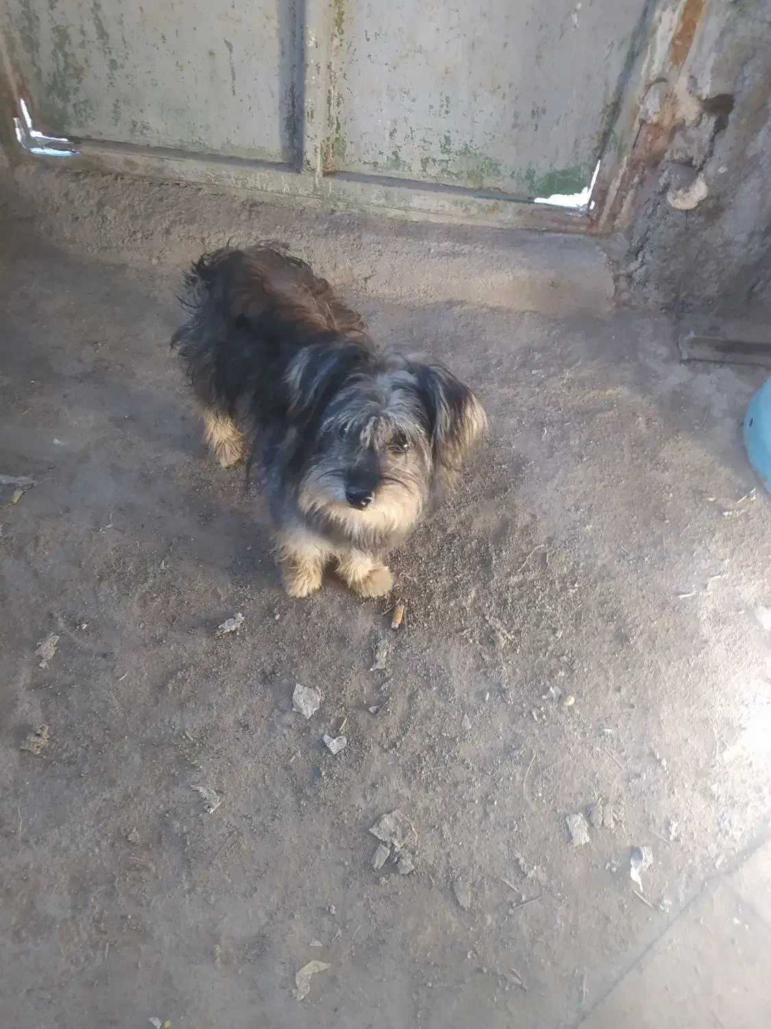 فروشی|سگ|میناب, |دیوار