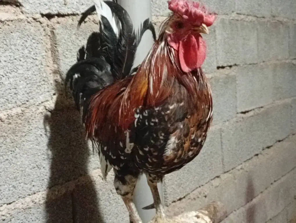 خروس|حیوانات مزرعه|آبپخش, |دیوار