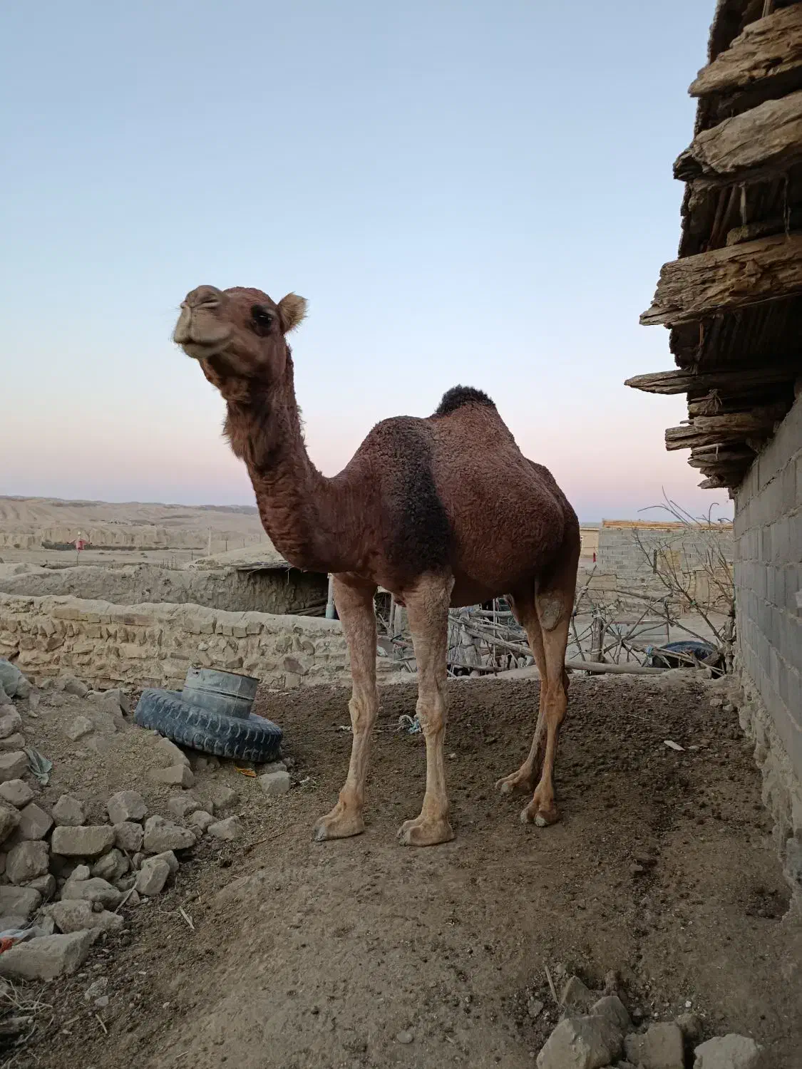 شتر با بچه شتر ۱ساله|حیوانات مزرعه|مراوه, |دیوار