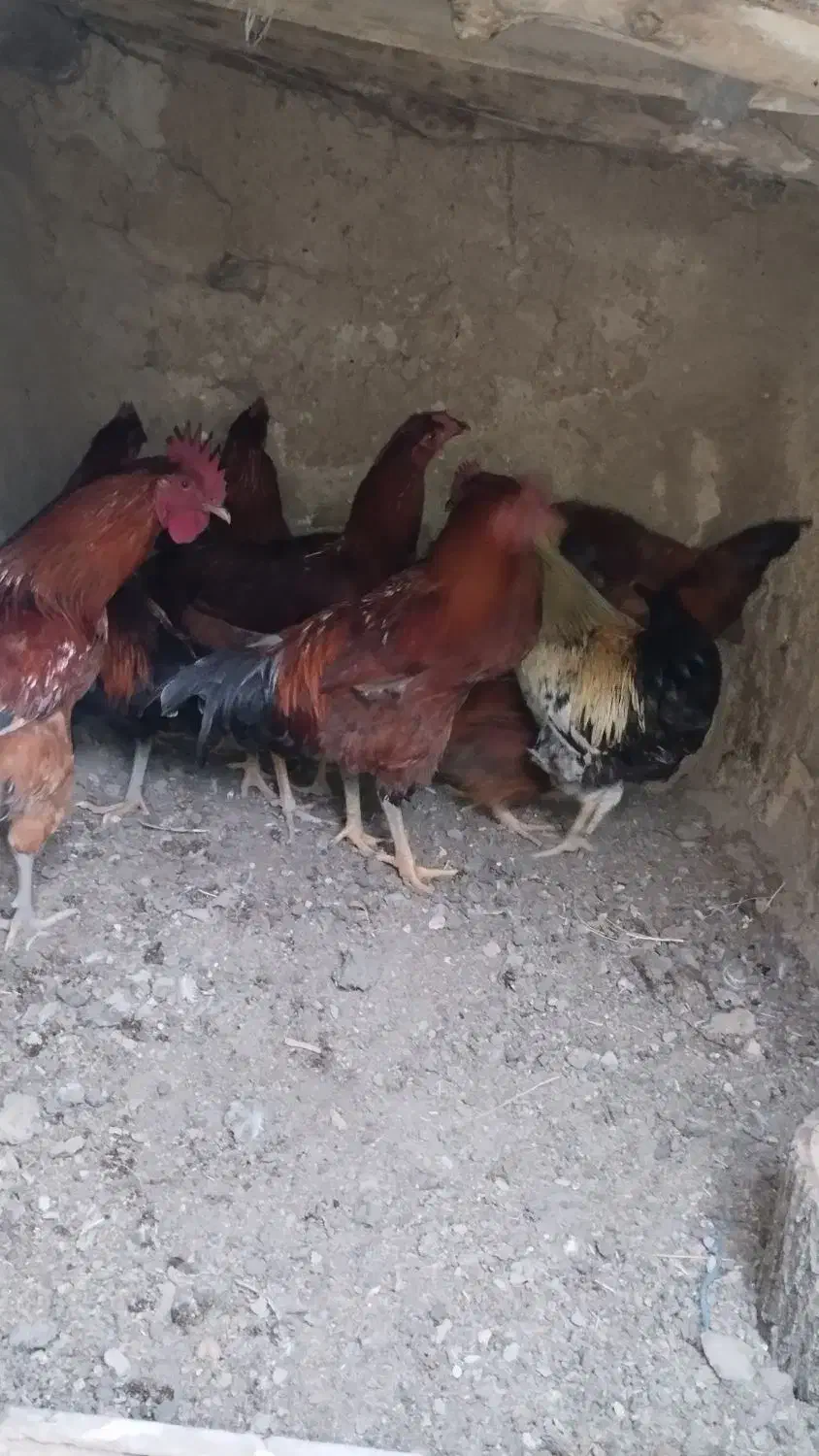 خروس محلی|حیوانات مزرعه|کلیائی, |دیوار