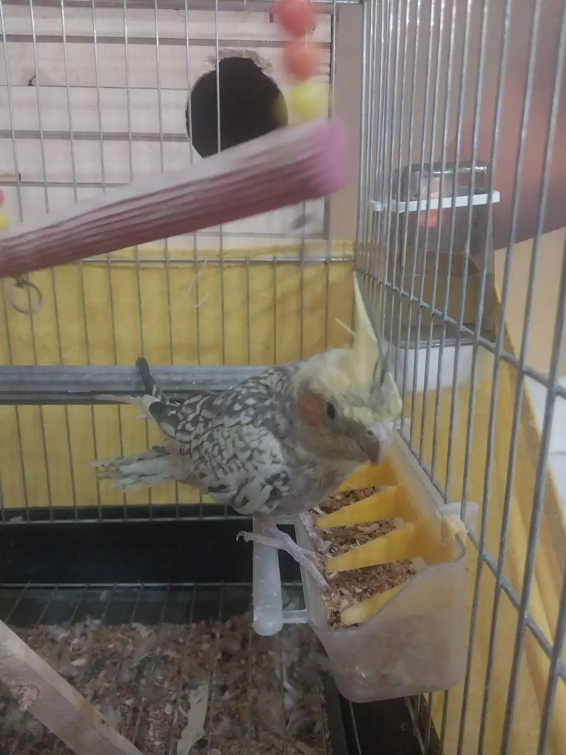 عروس هلندی ماده دستی|پرنده|محمدشهر, سیدآباد|دیوار