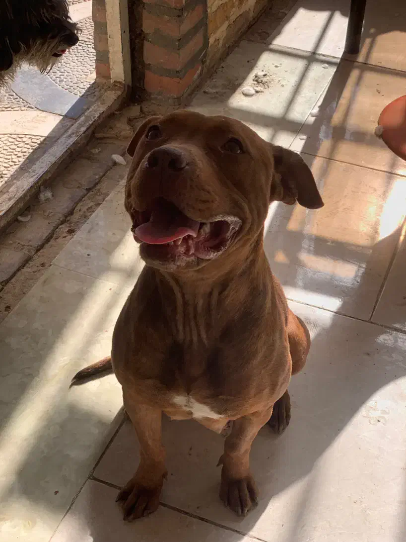 سگ پیتبول|سگ|کرج, کیانمهر|دیوار