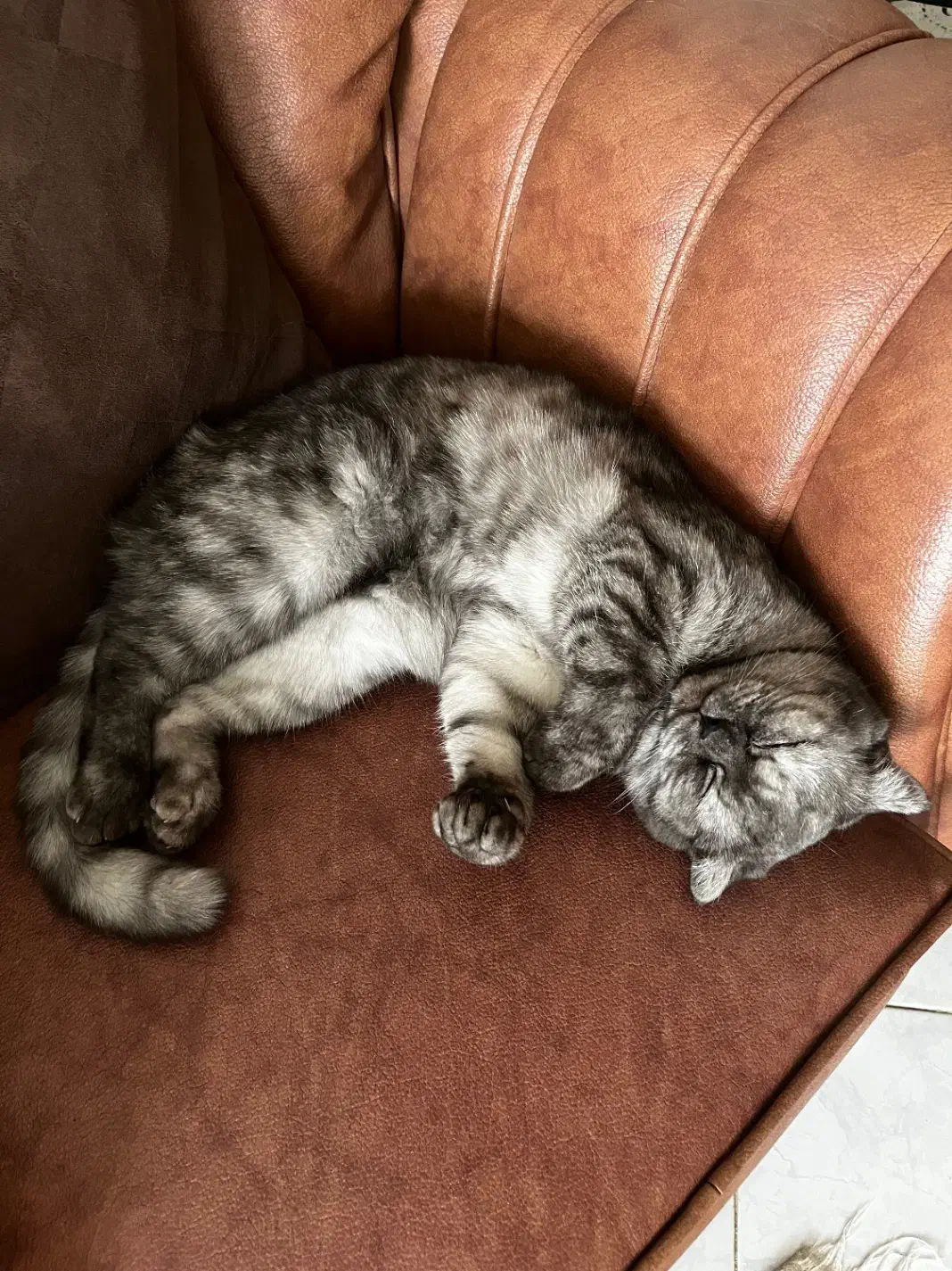 اسکاتیش فولد دختر، آماده جفت‌گیری|گربه|اصفهان, سپاهان‌شهر|دیوار