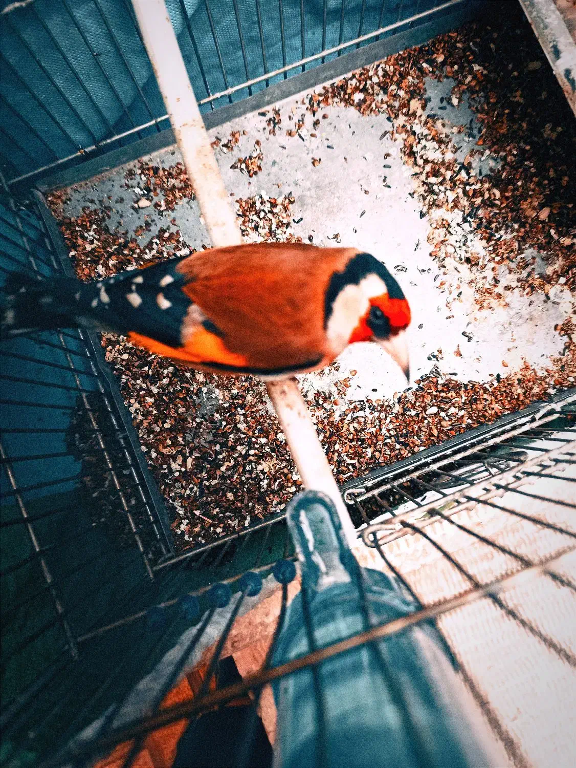 سهره چهرگل|پرنده|ری, شهادت|دیوار