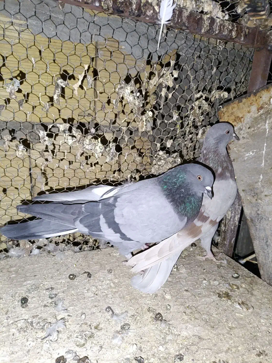 کبوتر پرشی|پرنده|کاشان, شهرک امیرالمومنین|دیوار