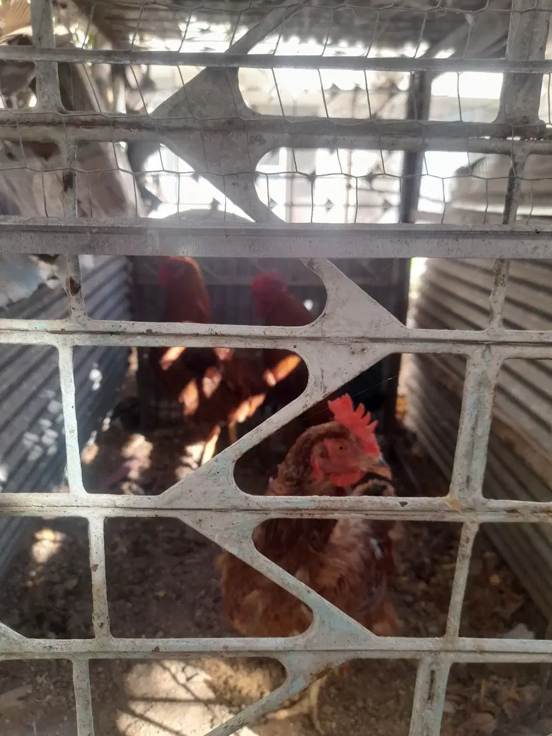 خروس خانگی امسالی|حیوانات مزرعه|تربتحیدریه, آسایش|دیوار