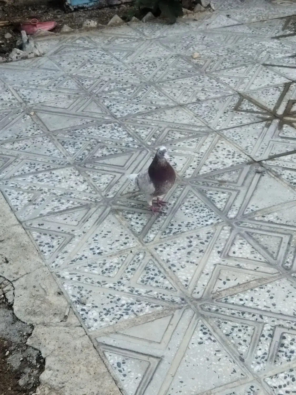 کبوتر|پرنده|آبدانان, |دیوار