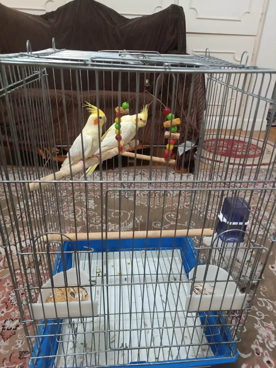 عروس هلندی|پرنده|تهران, نیروی دریایی|دیوار