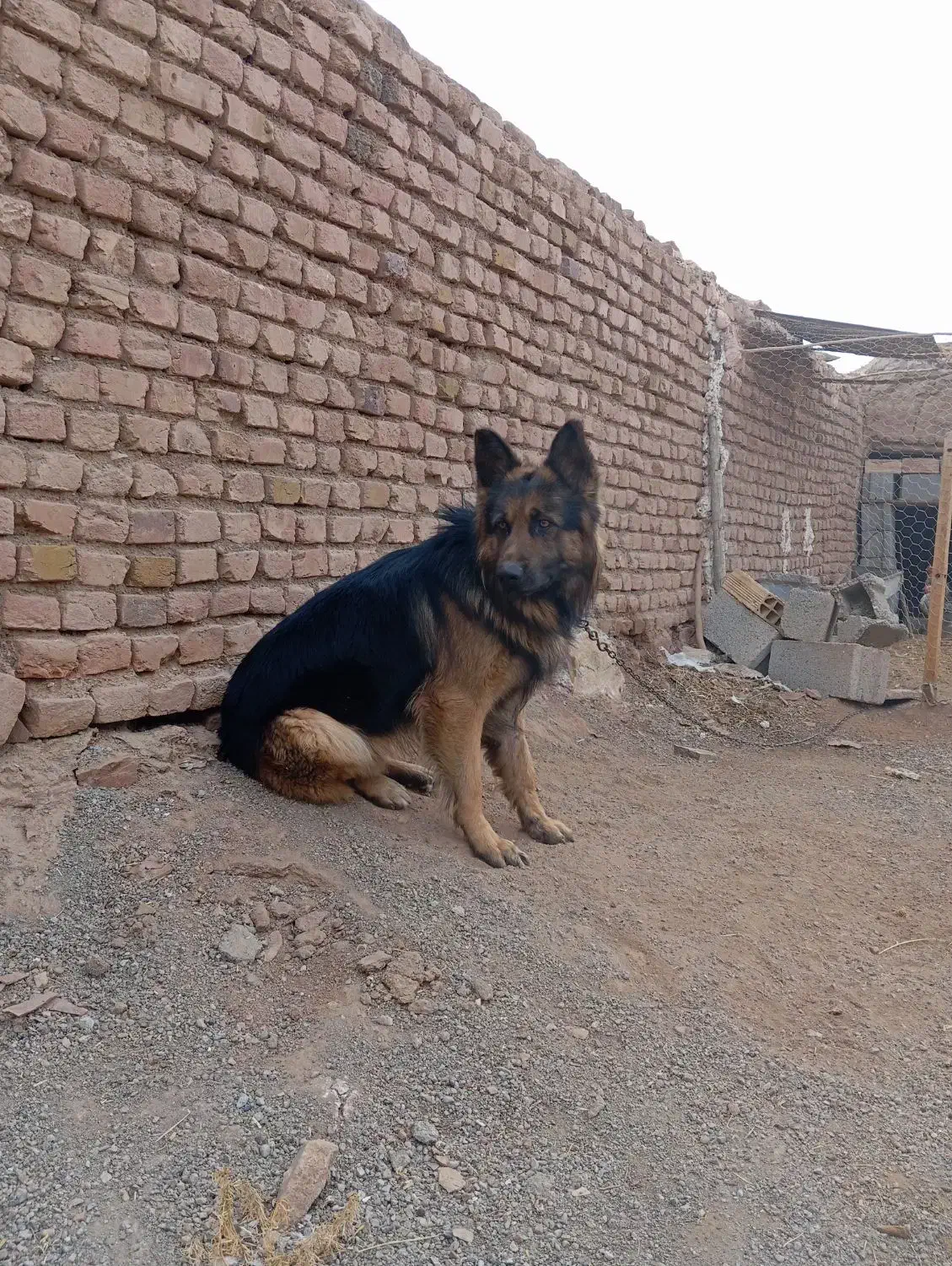 سگ گله|سگ|هلالی, |دیوار