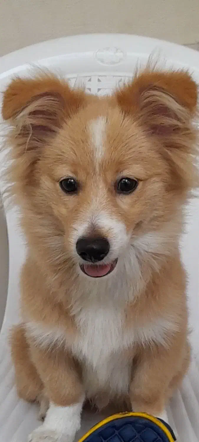 فروش سگ خانگی|سگ|شیرگاه, |دیوار