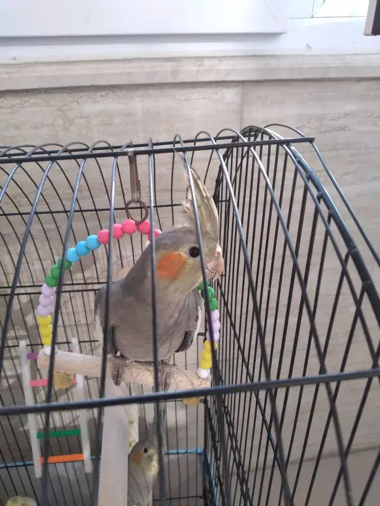 جوجه عروس هلندی به فروش میرسد|پرنده|رشت, سعدی (تختی)|دیوار