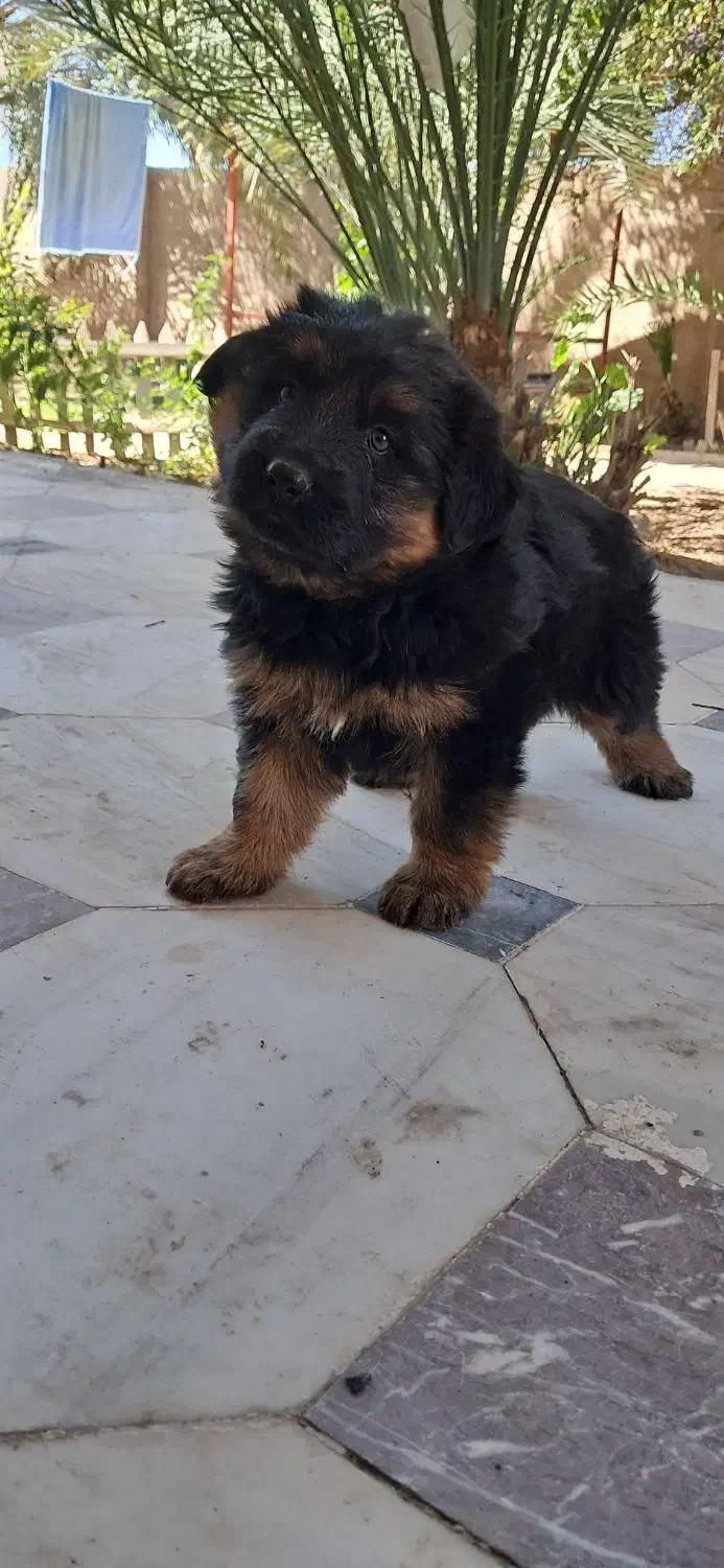 واگذاری سگ شولاین 9 ماهه|سگ|خرمشهر, |دیوار