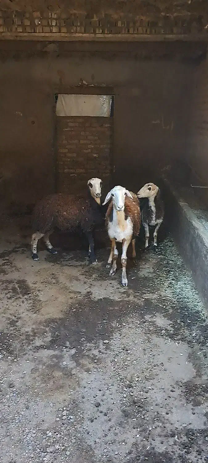 بره ماده|حیوانات مزرعه|بروجرد, |دیوار