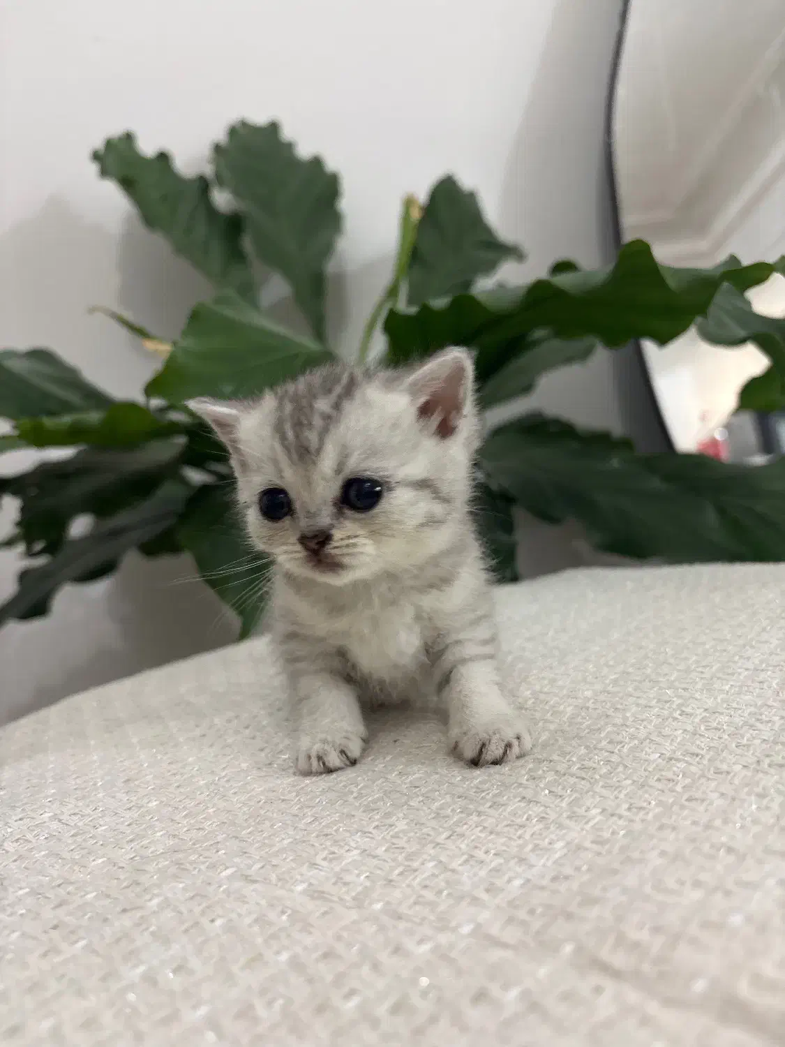 بچه گربه اسکاتیش و بریتیش|گربه|لاهیجان, شقایق|دیوار