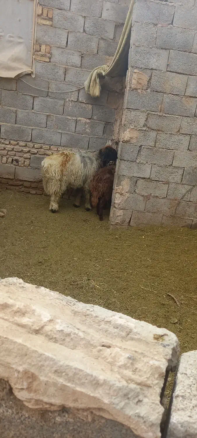 بره قوچ|حیوانات مزرعه|شهرکرد, |دیوار