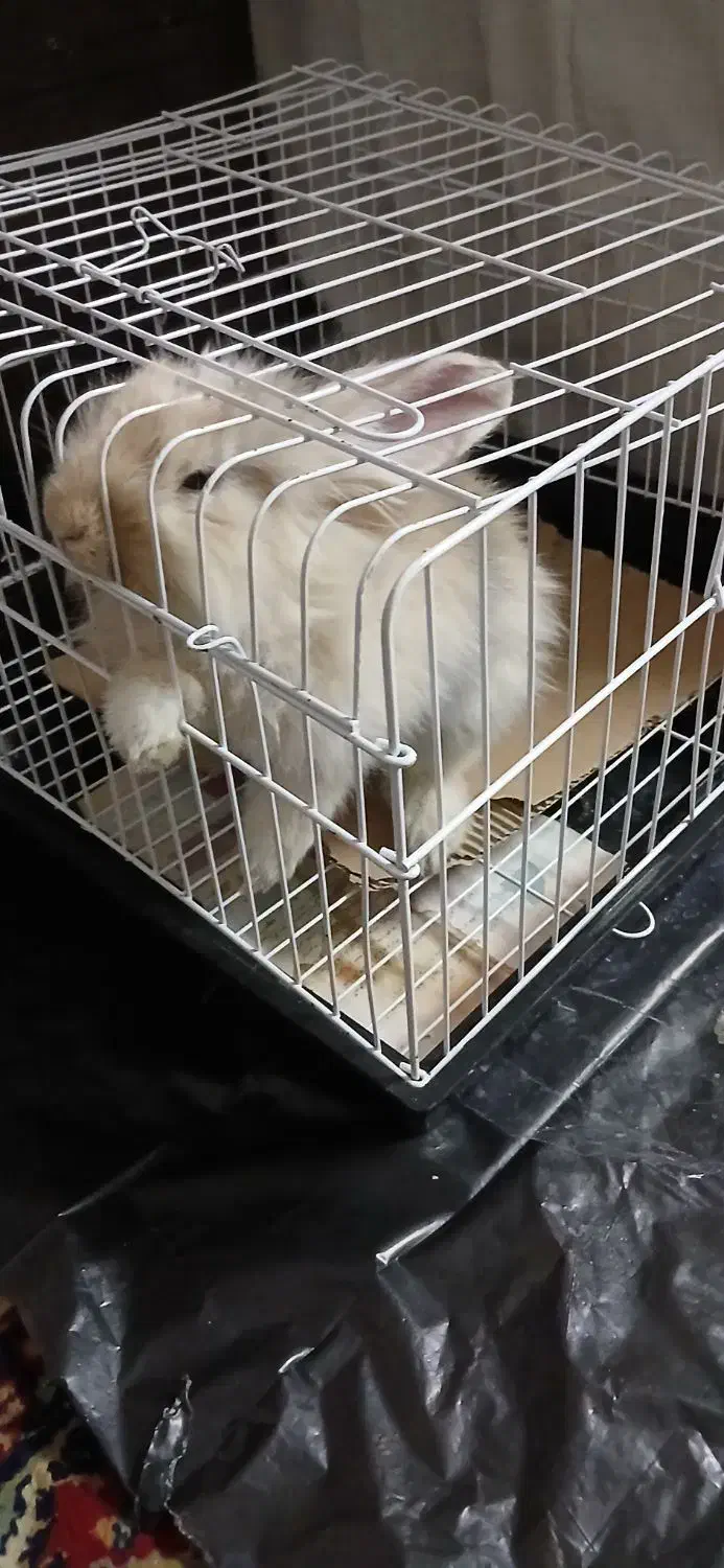 خرگوش لوپ خارجی|موش و خرگوش|نهاوند, |دیوار