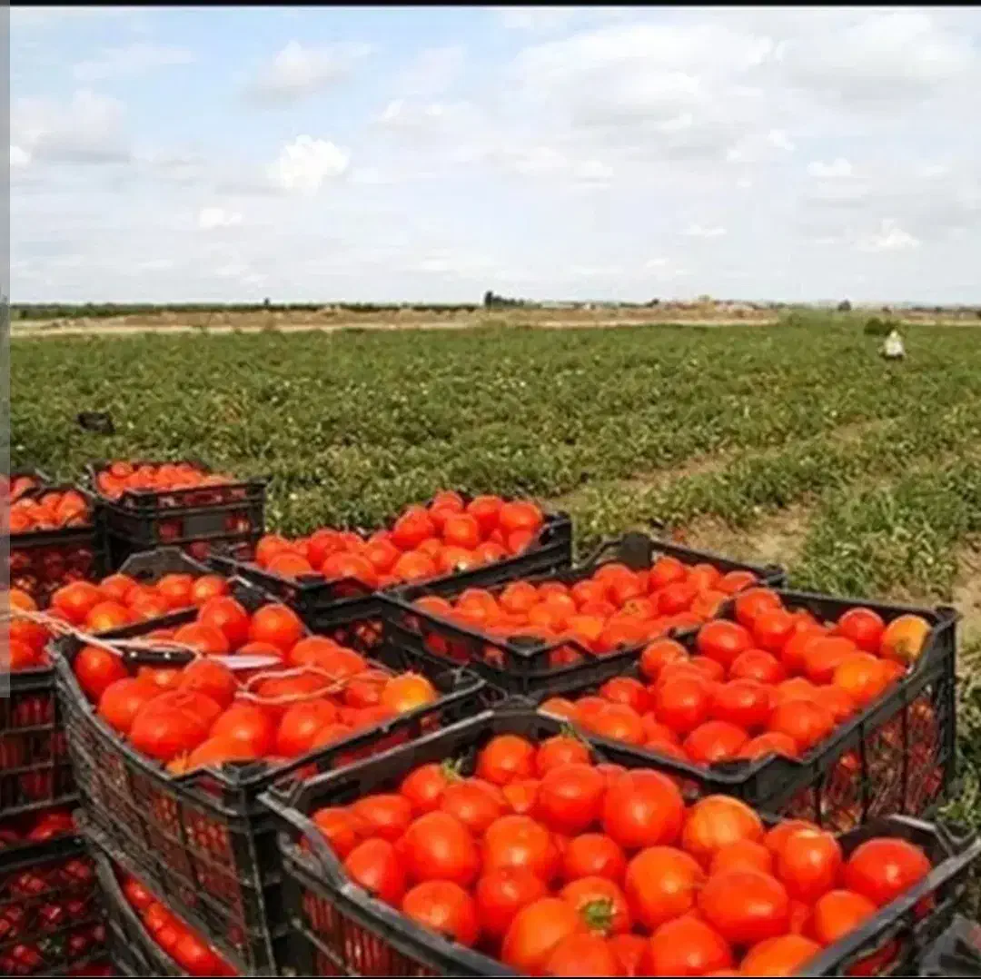 فروش زمین کشاورزی 42000متر با مجوز چاه 6دانگ|فروش دفتر صنعتی، کشاورزی، تجاری|بیضا, |دیوار