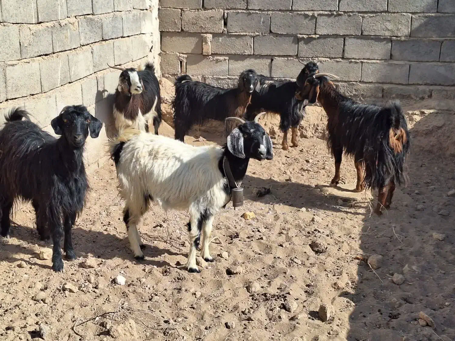 ۵عدد بز ماده ویک نر|حیوانات مزرعه|آران و بیدگل, |دیوار