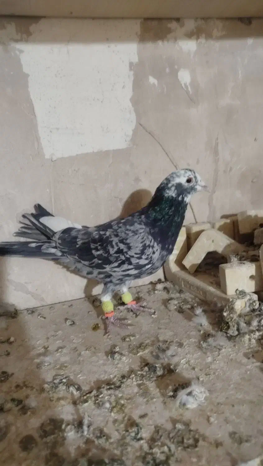 کبوتر صید|پرنده|تربت‌حیدریه, مسجد جامع|دیوار