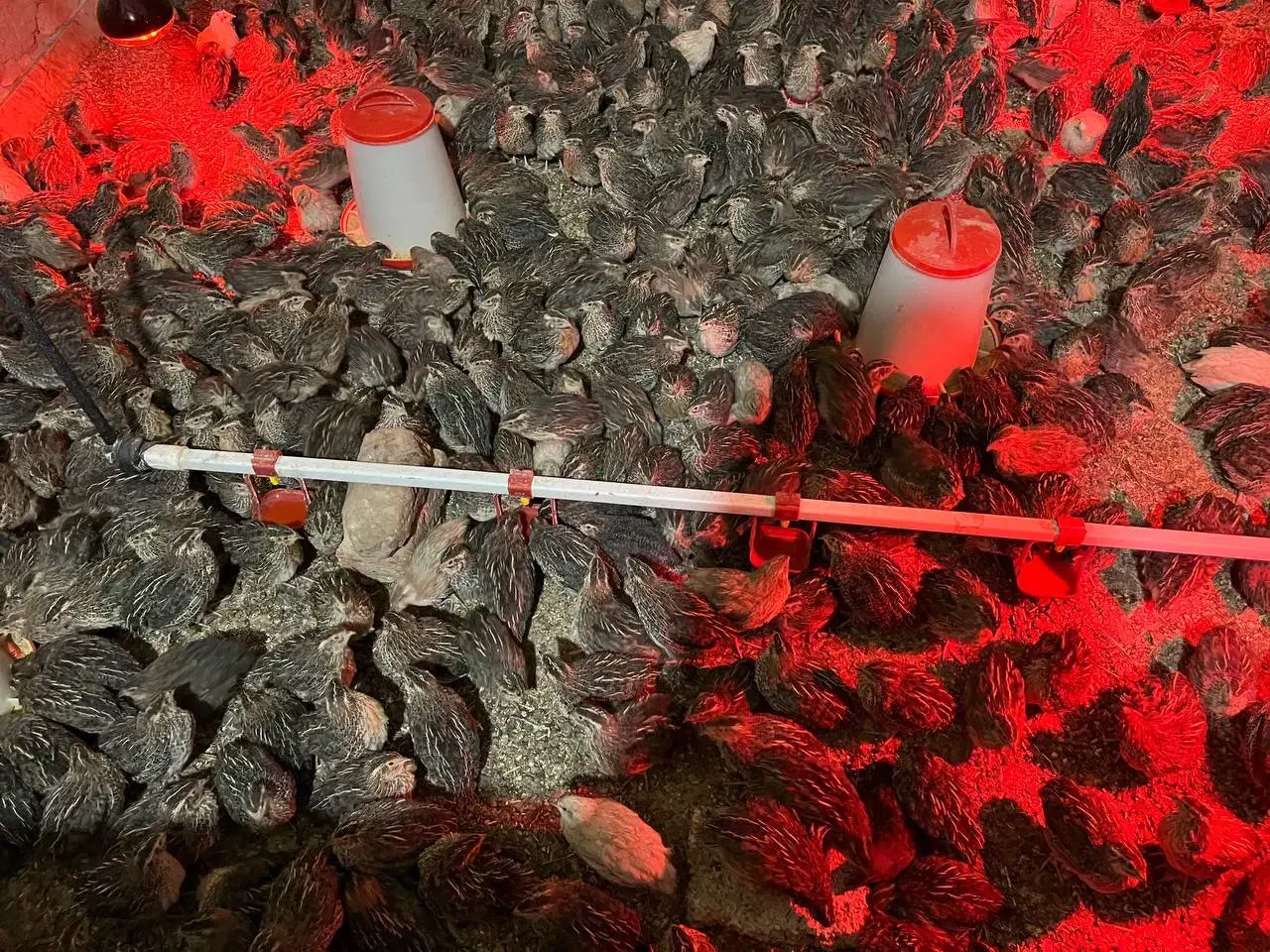 بلدرچین|حیوانات مزرعه|جیرفت, |دیوار