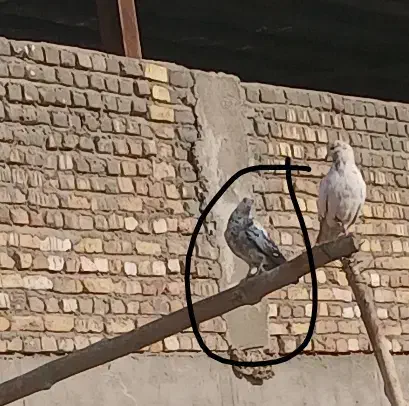 کبوتر گمشده ۲ آذر|پرنده|پاکدشت, پاکدشت (مامازند)|دیوار