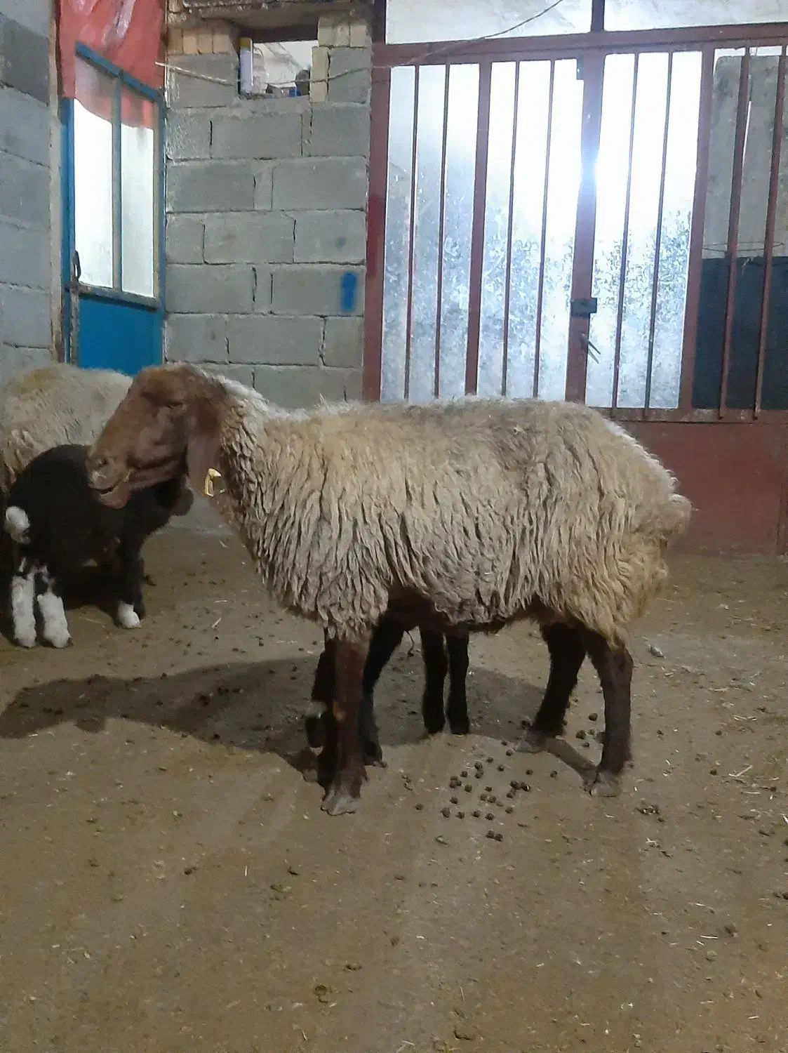 گوسفندوبره|حیوانات مزرعه|سرپل ذهاب, |دیوار