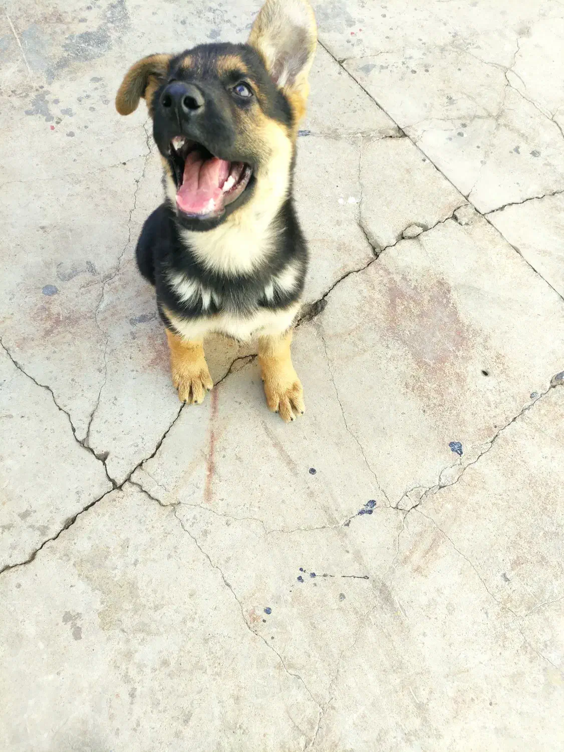 فروش توله ژرمن 2.5ماهه|سگ|برخوار, |دیوار