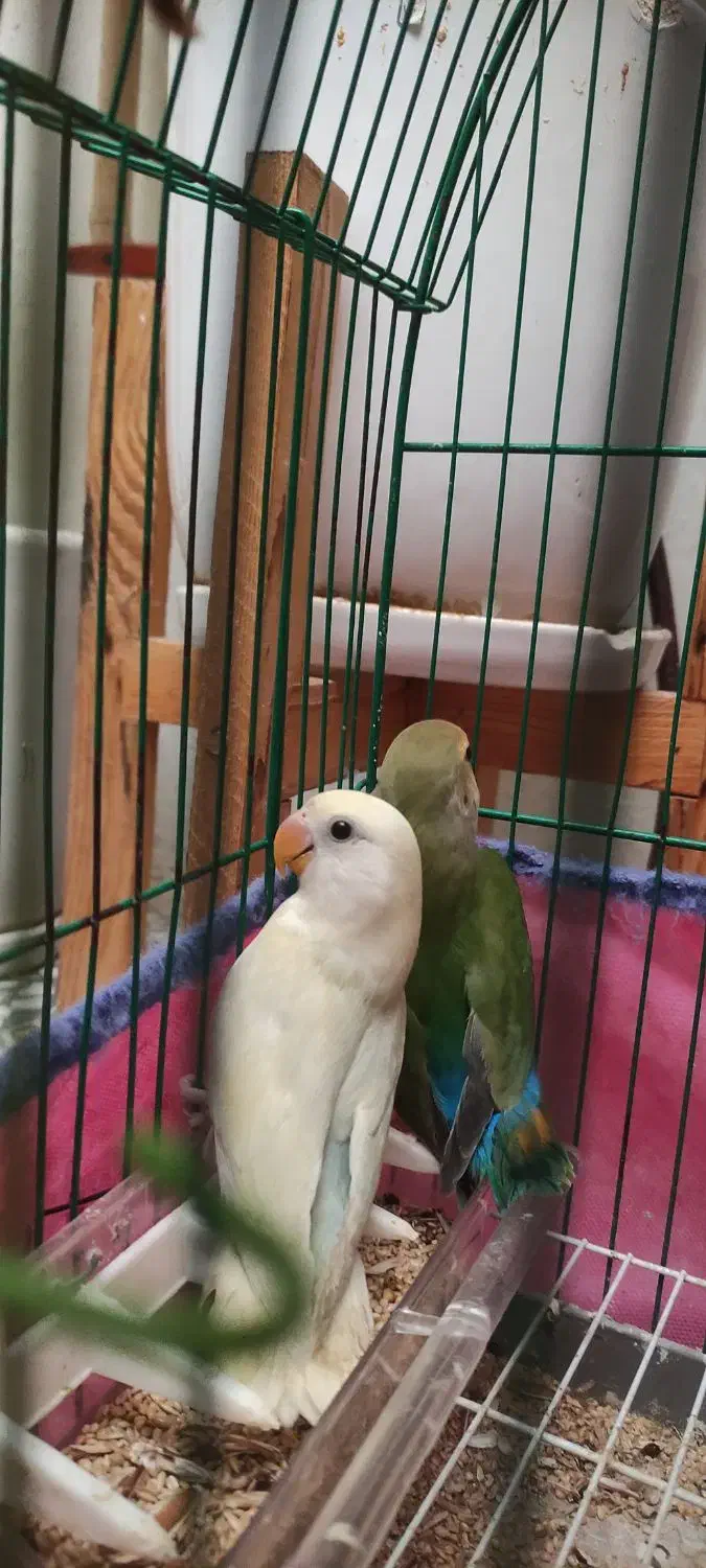 طوطی کوتوله برزیلی|پرنده|رشت, کوی امام رضا|دیوار