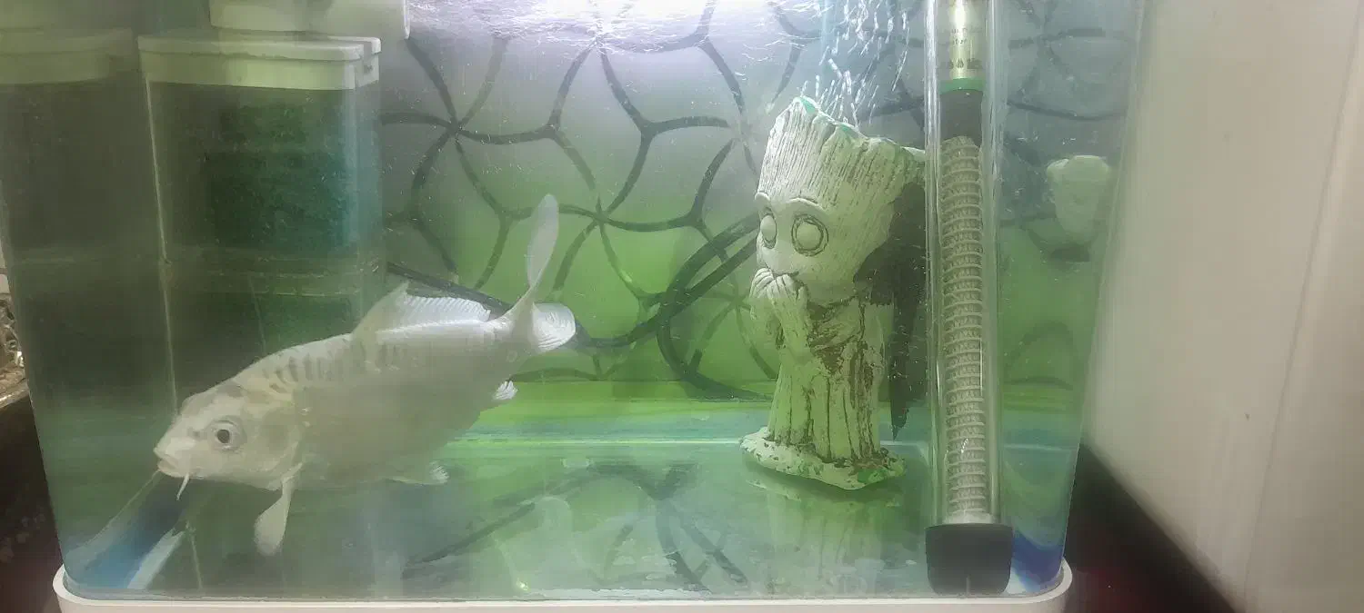 ماهی کوی سفید|ماهی|بندر انزلی, جهانگانی|دیوار