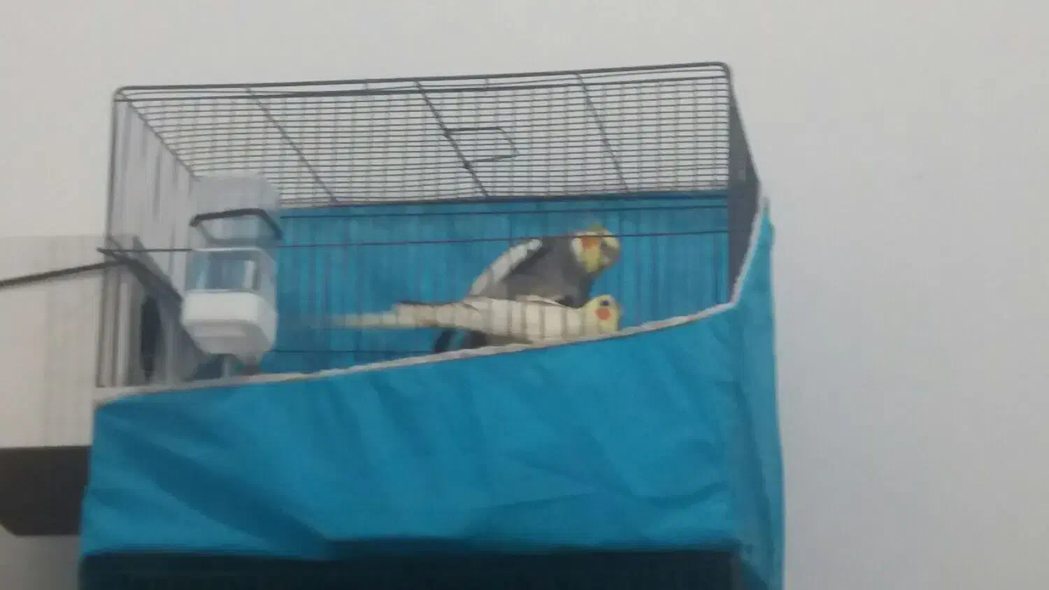 عروس هلندی مولد|پرنده|شهریار, شهرک شاهد|دیوار