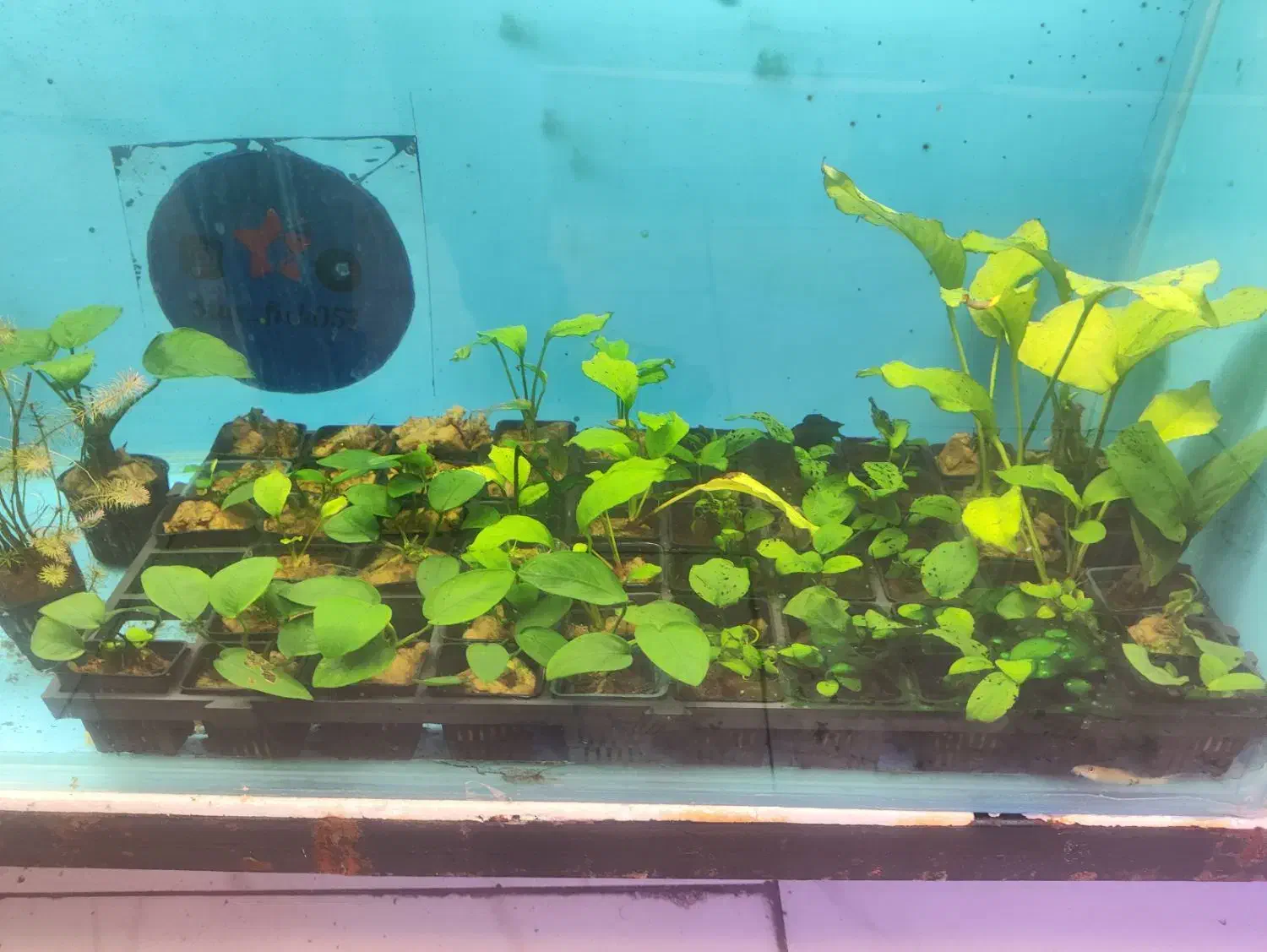 انواع گیاه های آکواریوم پلنت بصورت گلدانی فقط 55|ماهی|مشهد, فاطمیه|دیوار