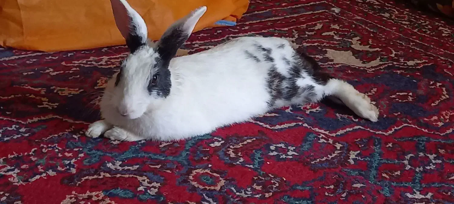 خرگوش|موش و خرگوش|همدان, |دیوار