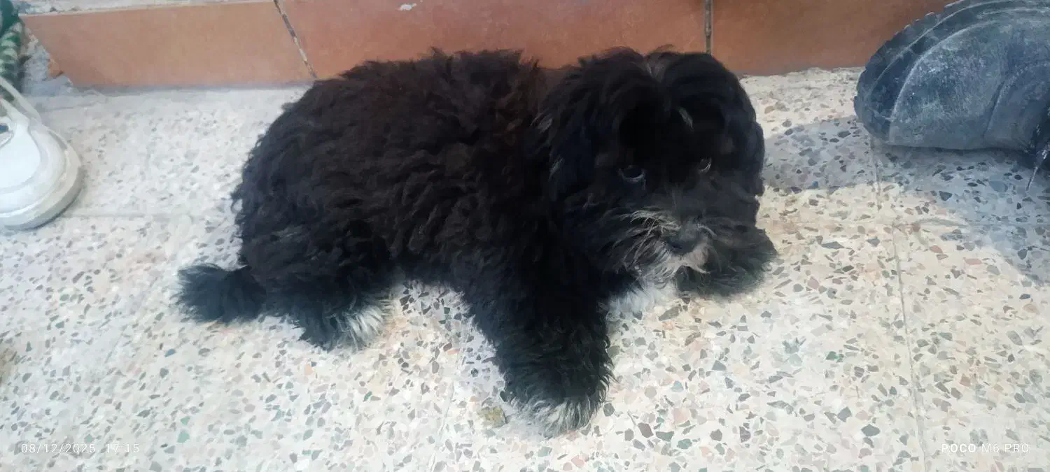 آبادان|سگ|آبادان, |دیوار