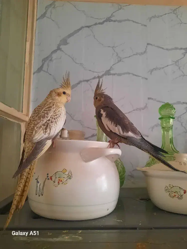 عروس هلندی|پرنده|تهران, شهید اسدی|دیوار