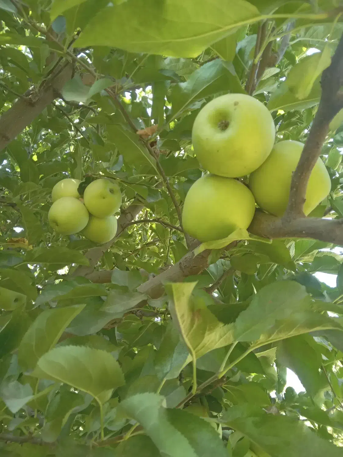 فروش باغ ۲۲ساله به متراژ تقریبا۶۰۰۰ هزارمتر|فروش زمین و ملک کلنگی|شاهین دژ, |دیوار