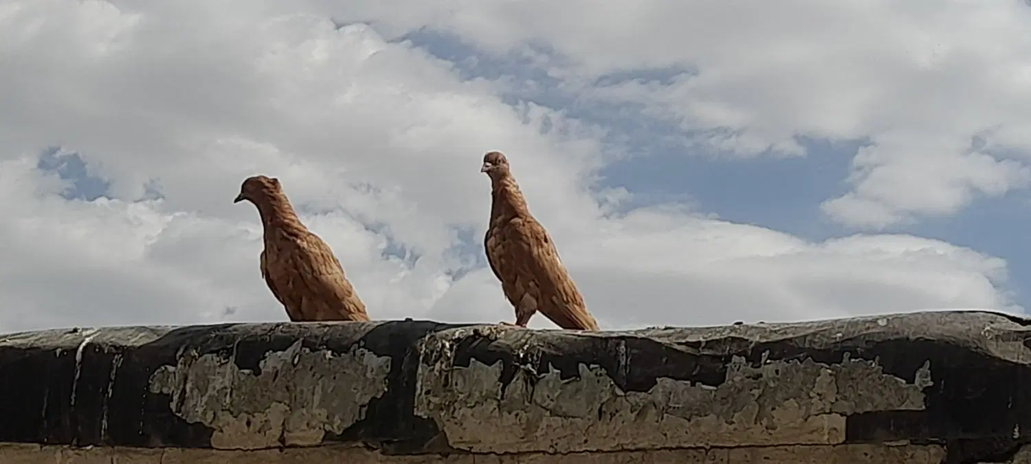 کبوتر|پرنده|بروجرد, |دیوار