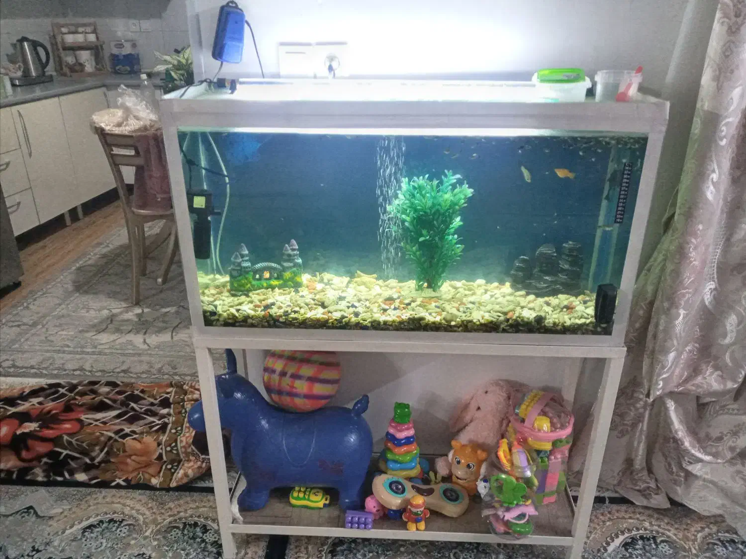 اکواریوم|ماهی|ری, فیروزآباد|دیوار