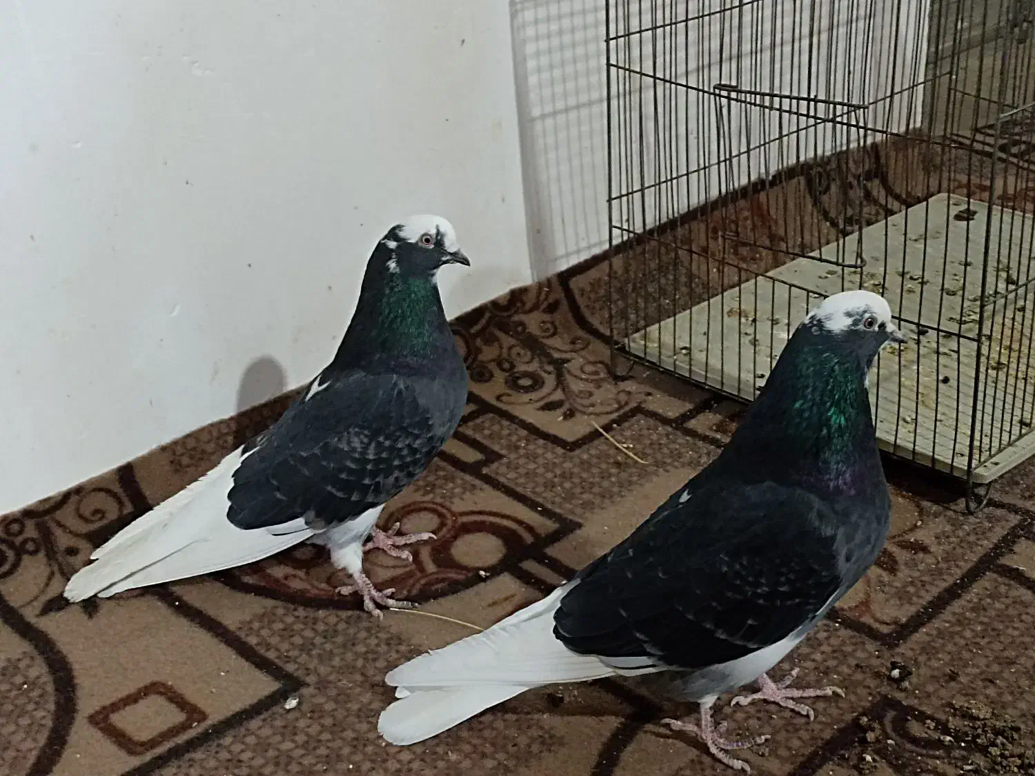 کبوتر|پرنده|چهاربرج, |دیوار