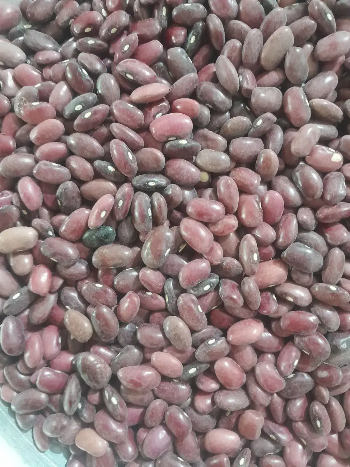 تازه امسال|خوردنی و آشامیدنی|سیلاخور, |دیوار